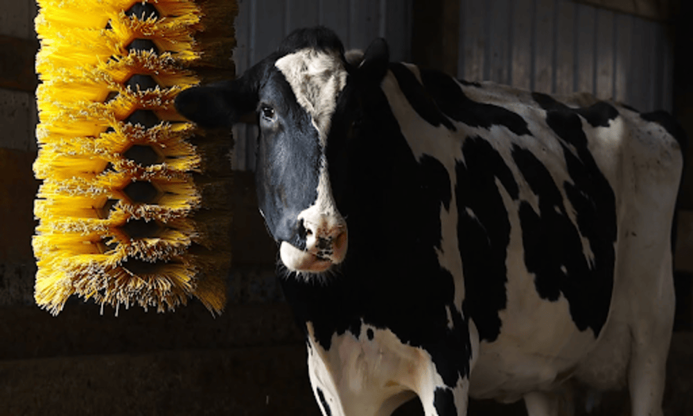 Cow Grooming Brushes